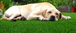 Ventajas de poner césped artificial en terrazas o balcones 4 cesped mascotas