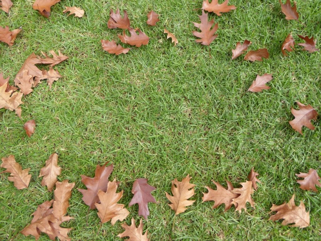 Cuidados del césped artificial en otoño 18 cesped artificial en otoño