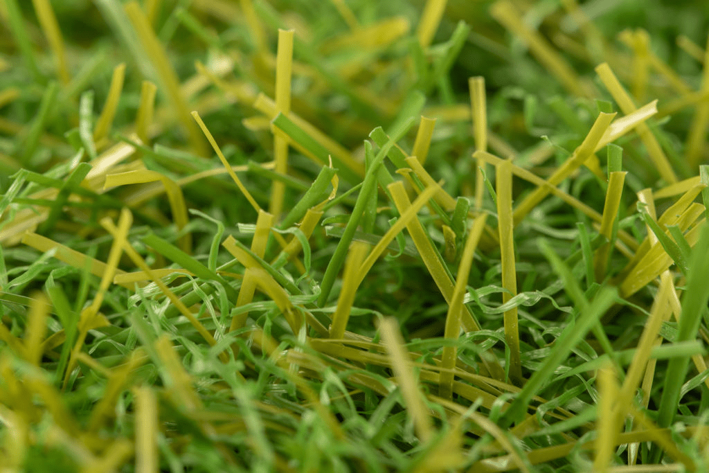 18 Summer Green 03 (N)