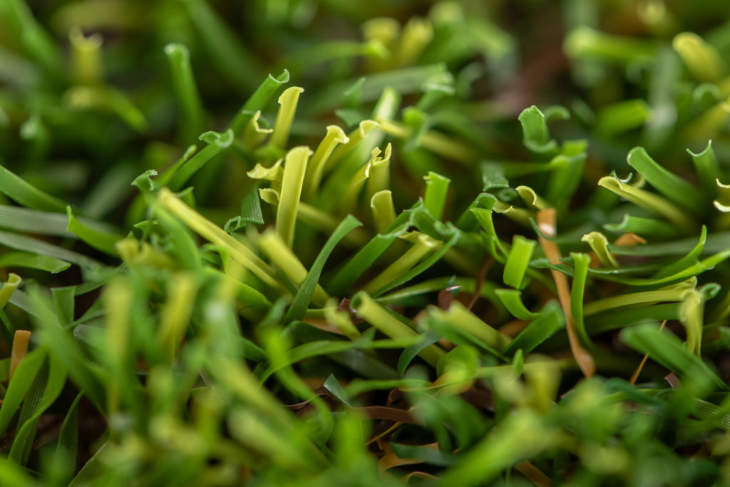 Cesped-artificial-Oasis-03