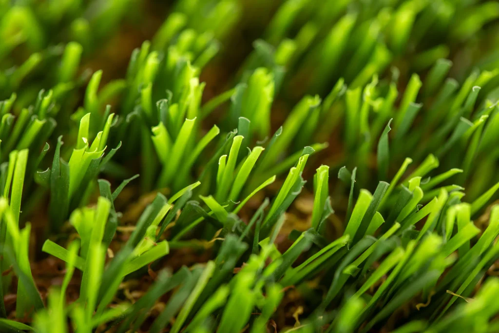 cesped-artificial-vera-prime-03 (1)