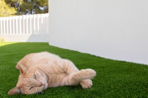 Césped para mascotas 30 Gato-en-cesped-artificial-03-scaled