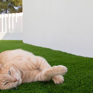 Gato-en-cesped-artificial-03-scaled