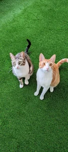Césped para mascotas 27 Gatos-en-cesped-artificial-02-scaled