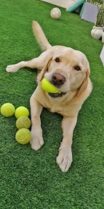 Césped para mascotas 24 Perro-con-pelotas-en-cesped-artificial-scaled